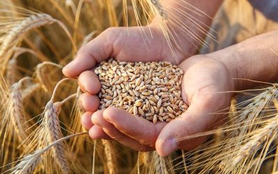 Le Maroc devient le premier importateur de blé de l’Union européenne
