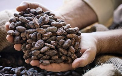 Flambée des prix du cacao : une leçon sur la résilience de la chaîne d’approvisionnement