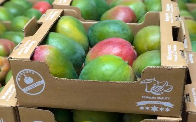 Sénégal : baisse de 25 % des exportations de mangues en 2023